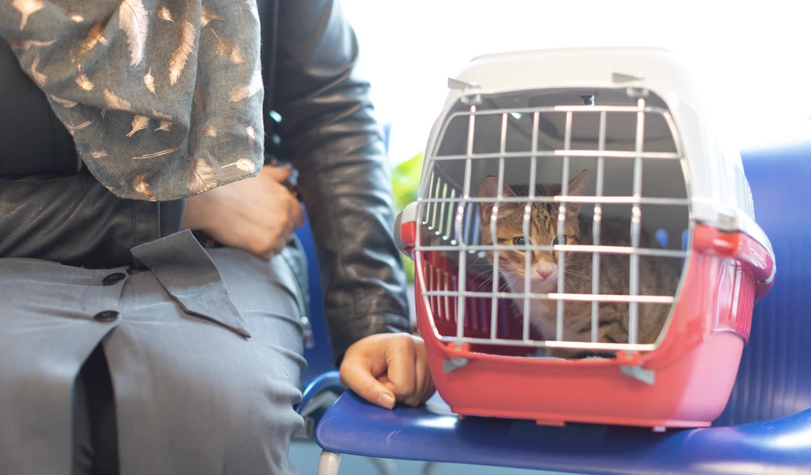 kitten in pink cat carrier