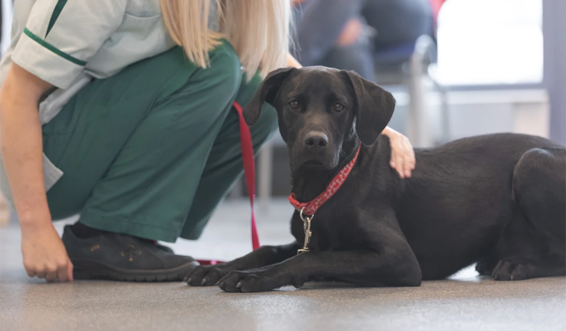 large black dog with vet nurse