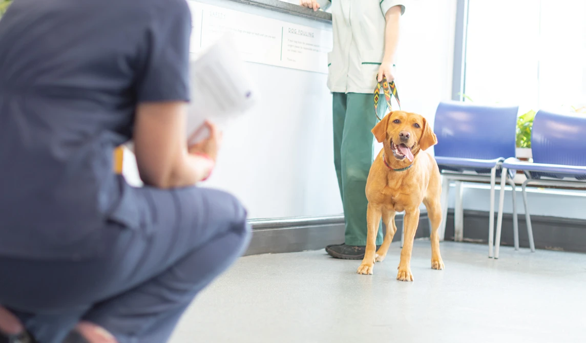 large golden dog standing in vet reception