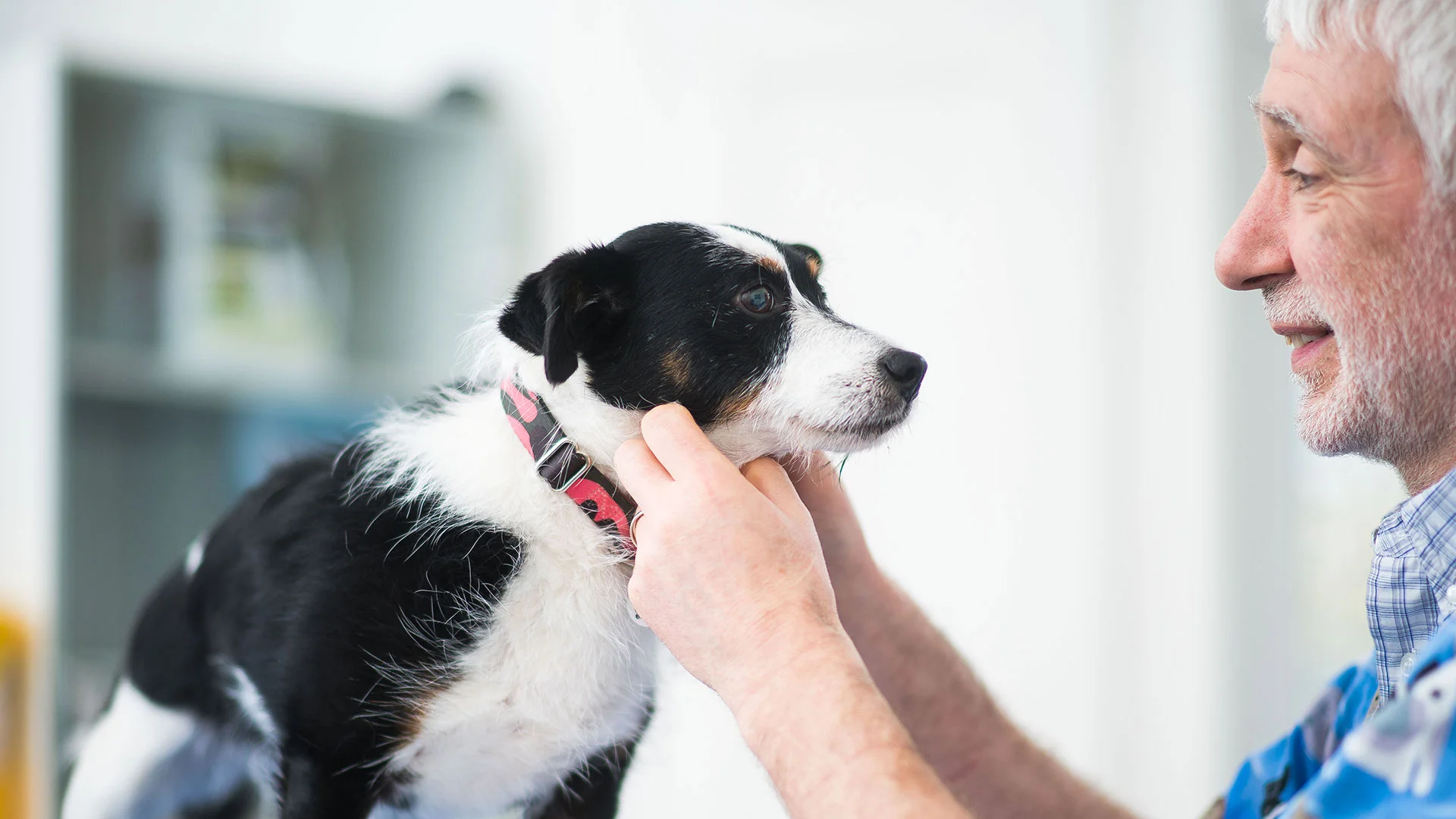 black and white dog with owner