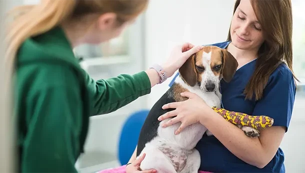 dog with leg in bandage