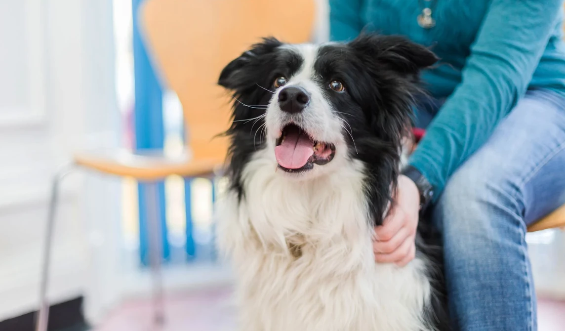 black and white collie dog with mouth open