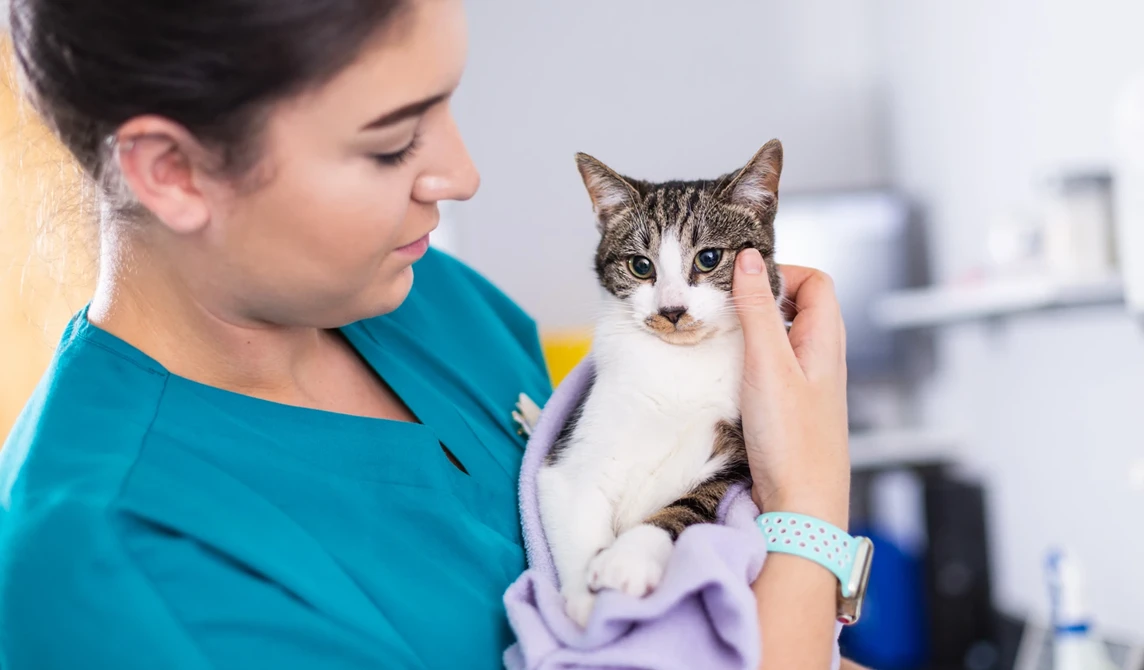 vet nurse holding white and grey cat wrapped in purple blanket