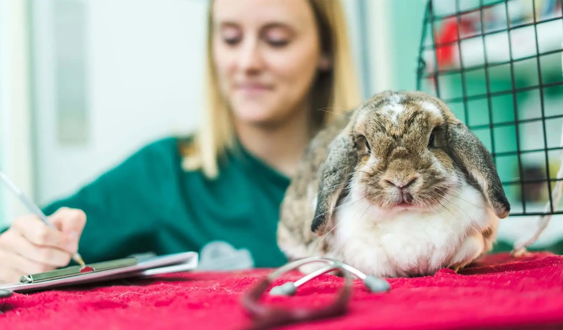 white and brown rabbit on pink blanket on vet consult table