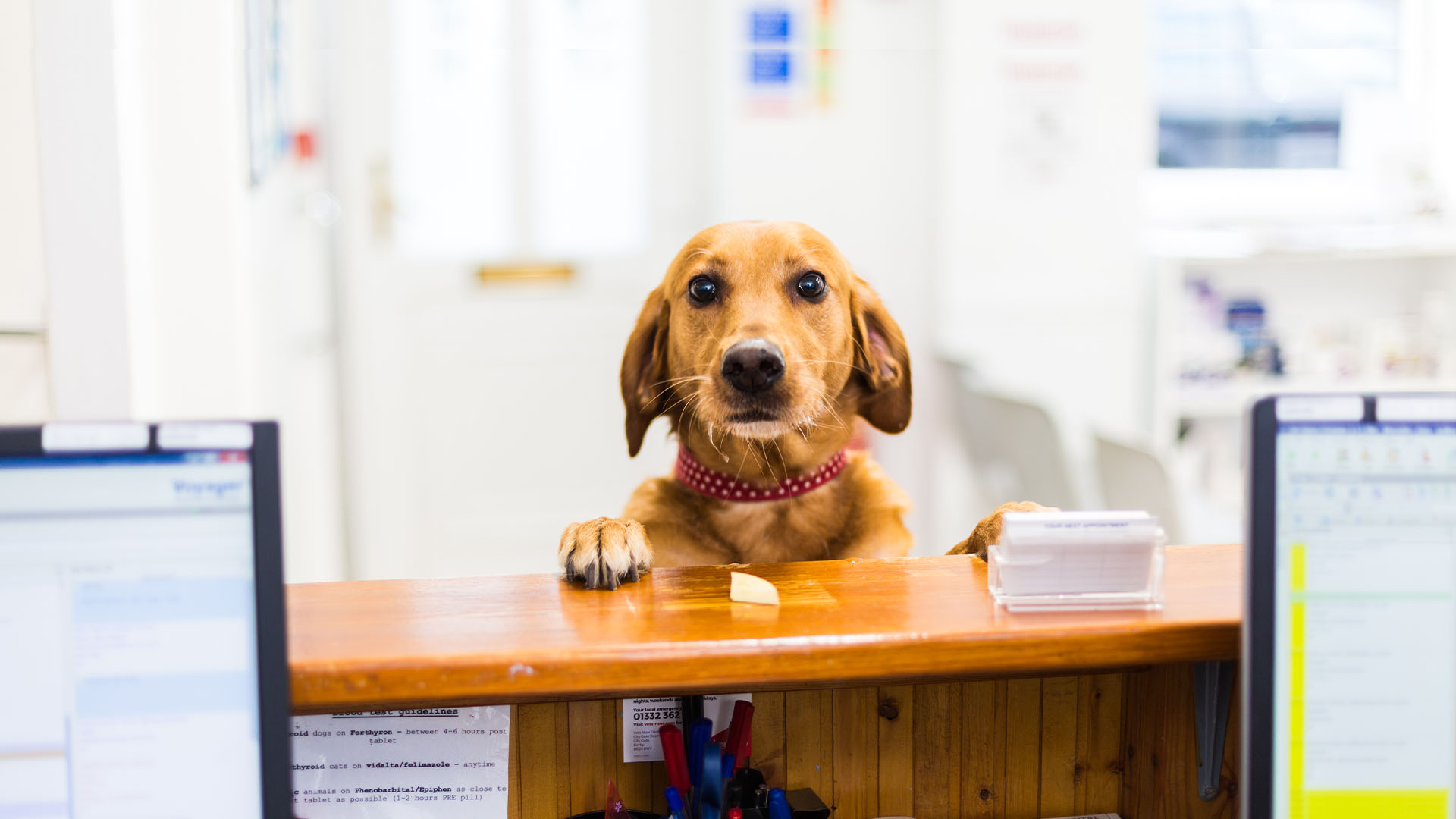 Dog at the counter