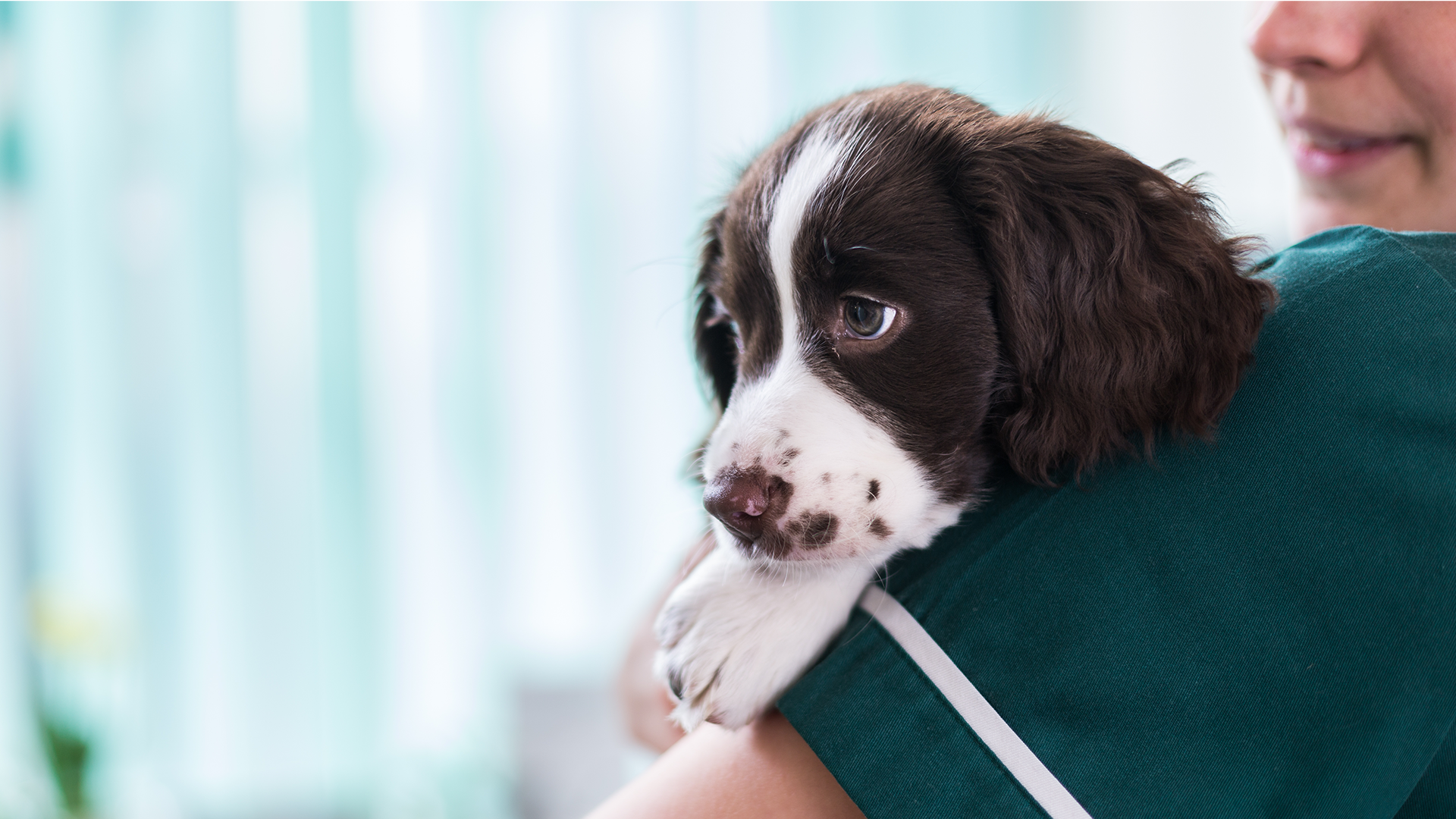 hond in de kliniek