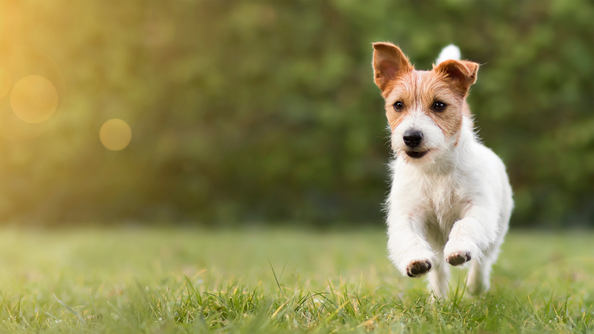 gezonde hond in een veld