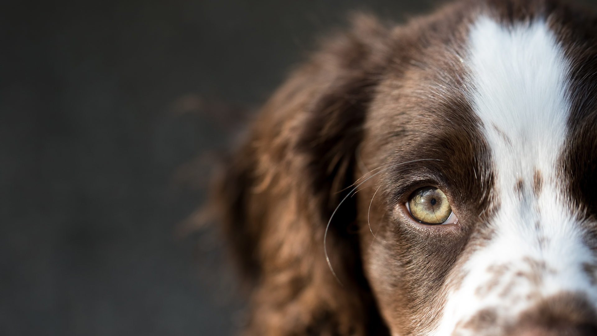 hond van dichtbij