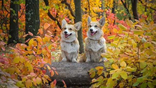 autumn corgies outside