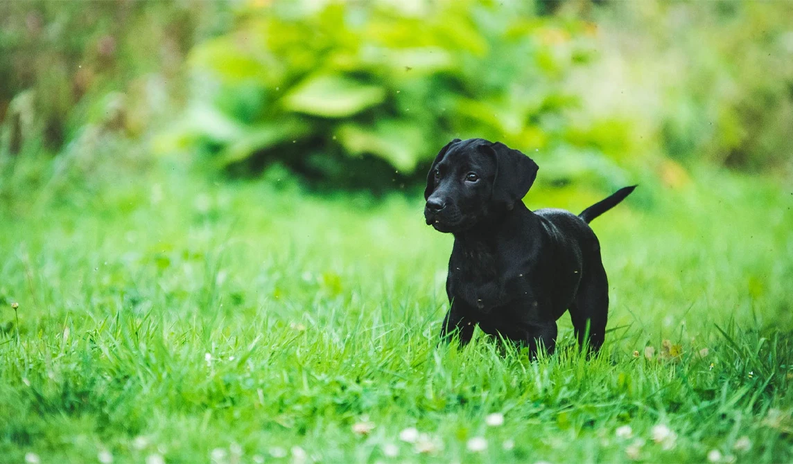 black puppy outside