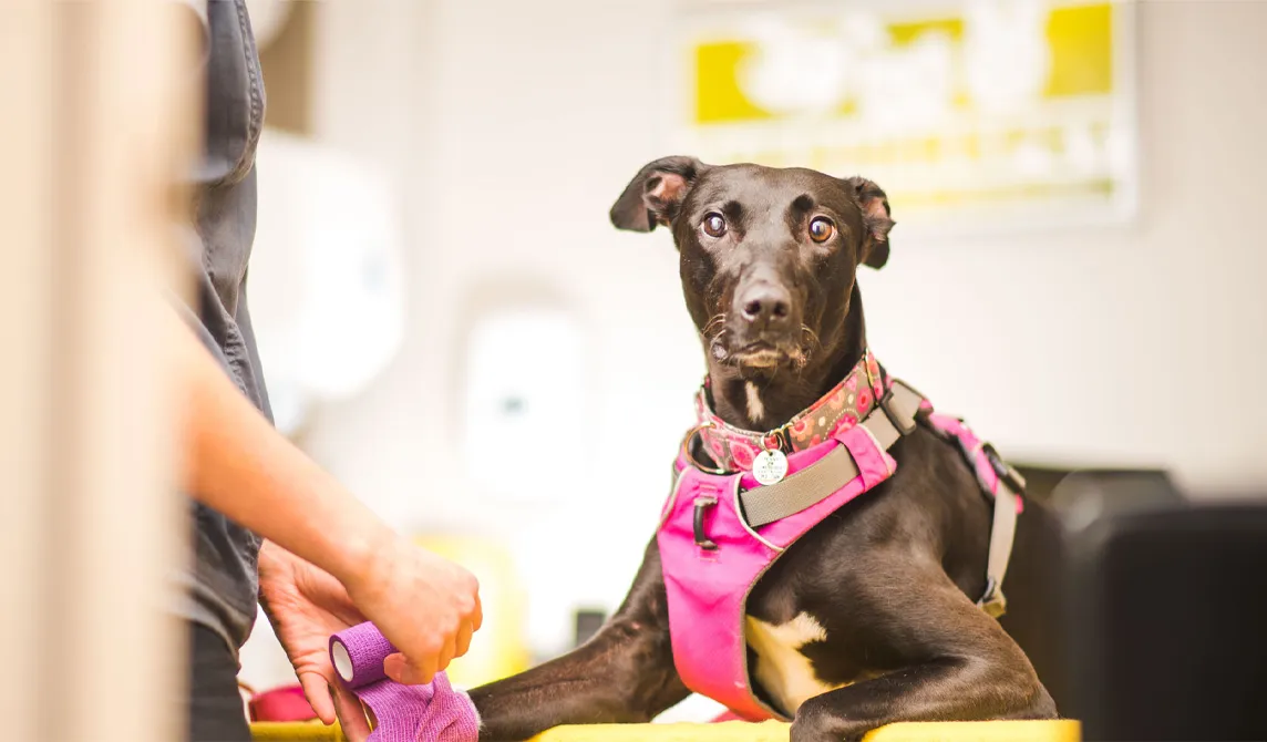 black dog with a bandaged paw
