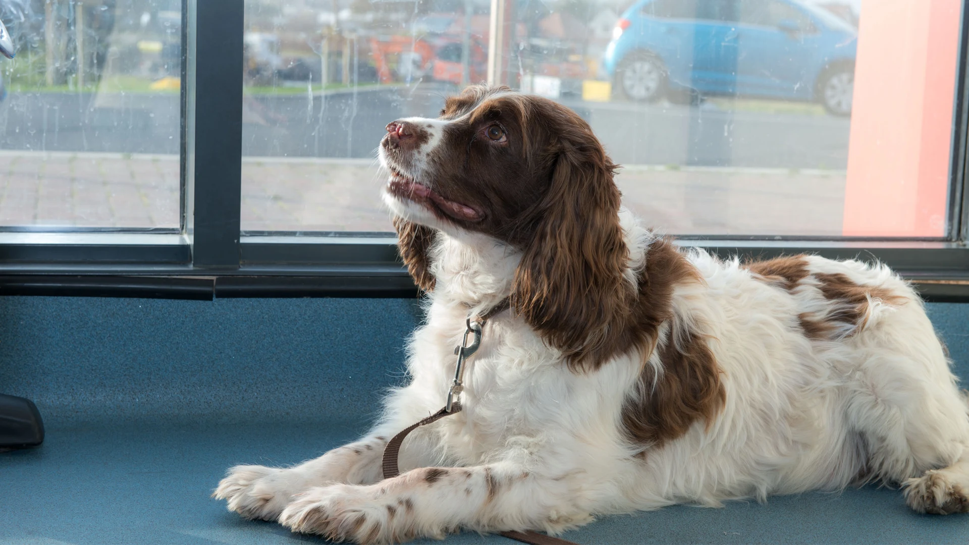 brown and white dog lying down
