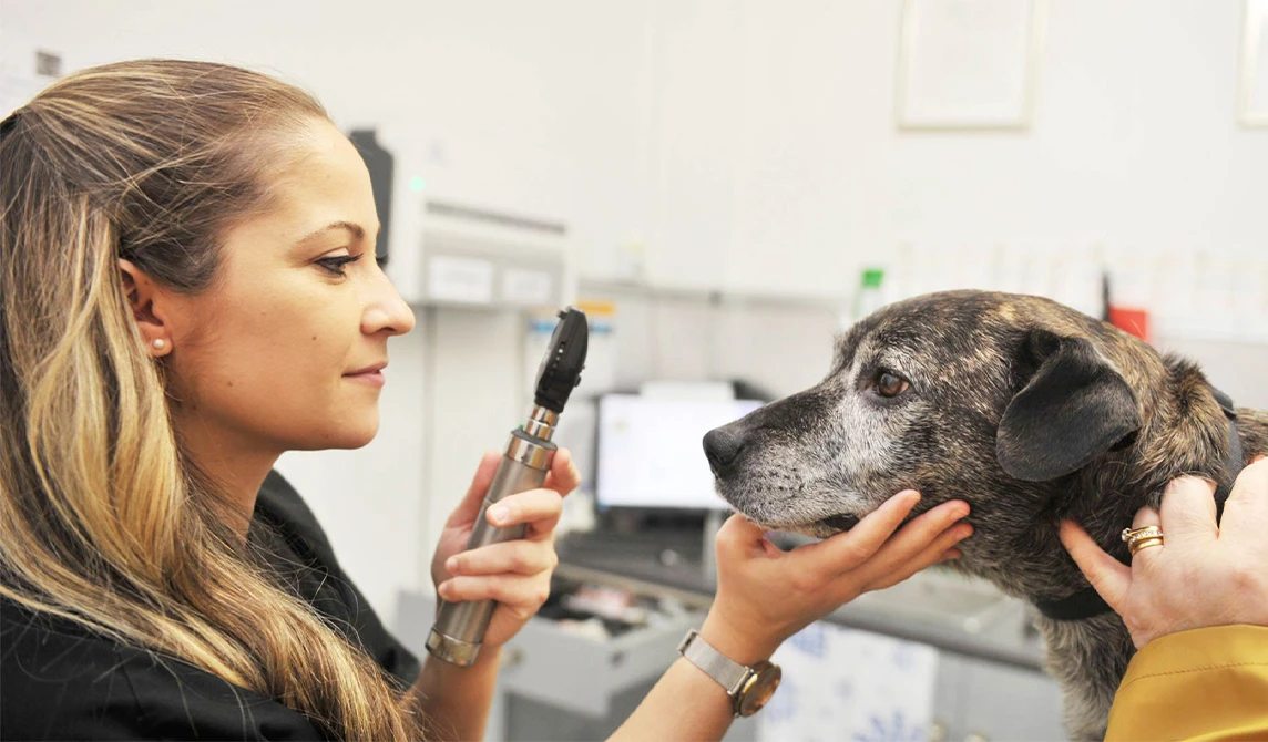 brown dog getting an eye exam