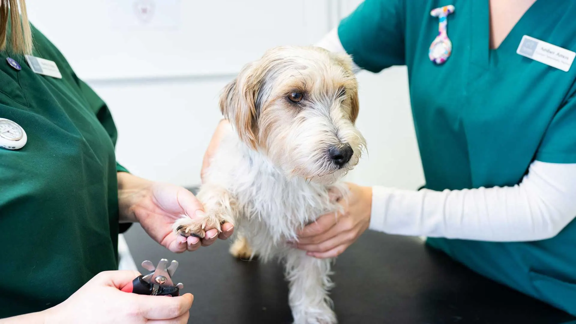 dog getting its nails clipped