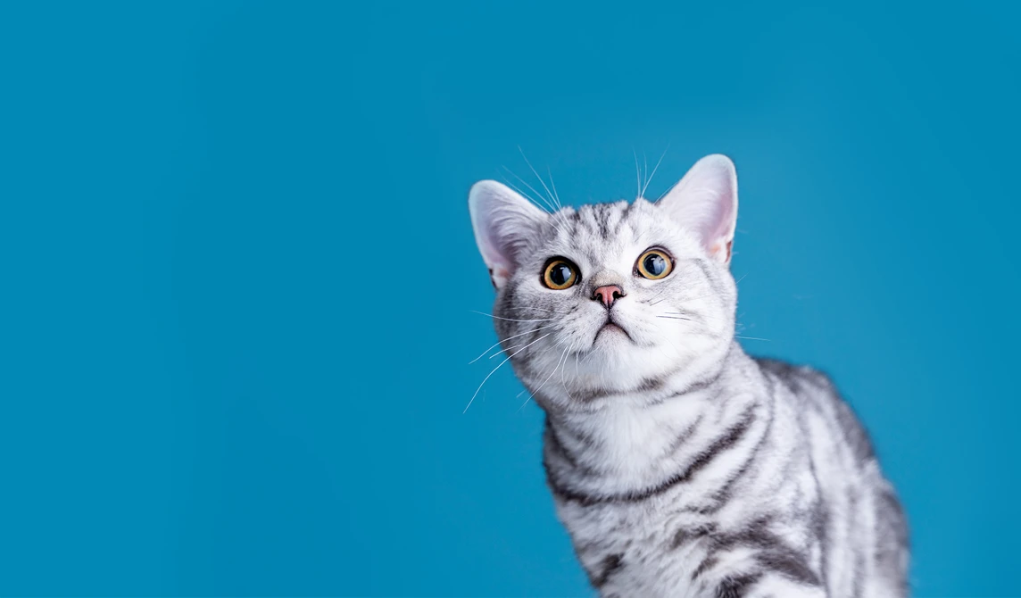 grey and white kitten looking up