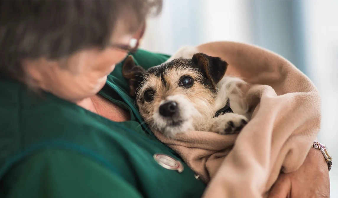 small terrier dog wrapped in a blanket