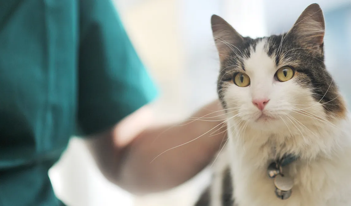 tabby cat with nurse