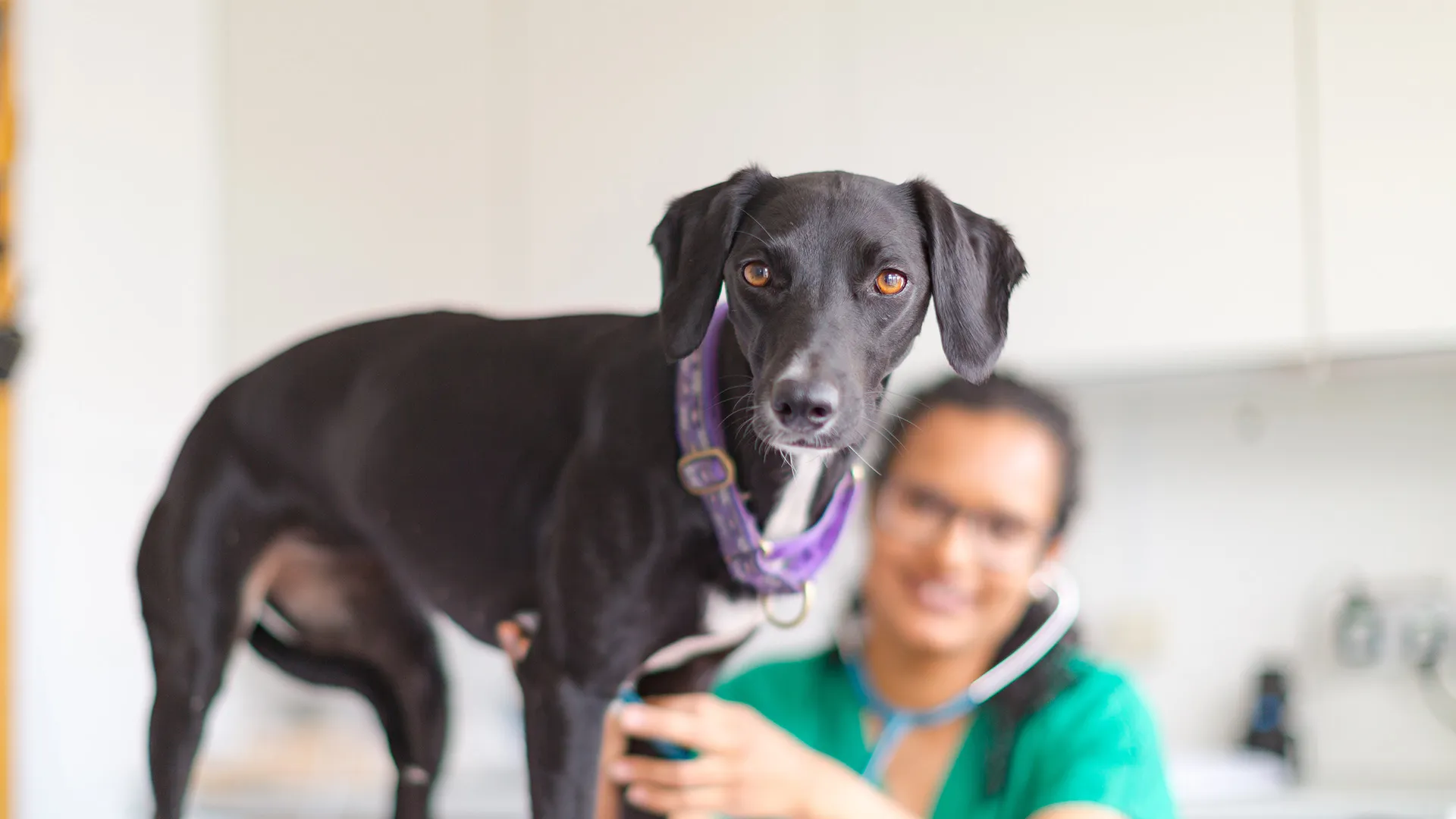 whippet having consultation
