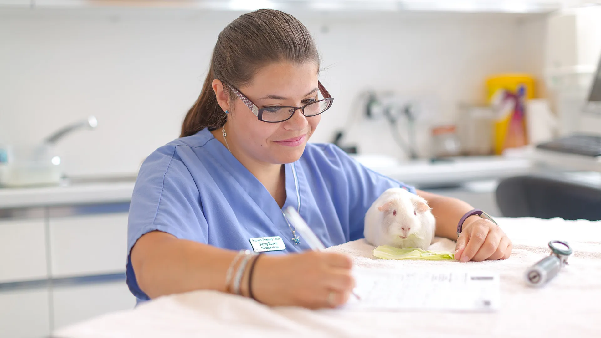 white guineapig having consultation