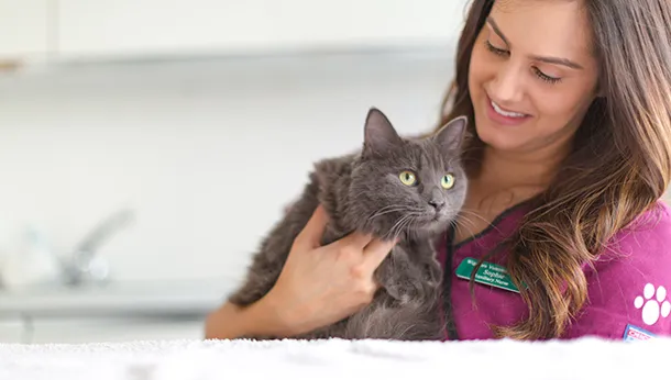 grey cat having veterinary consultation