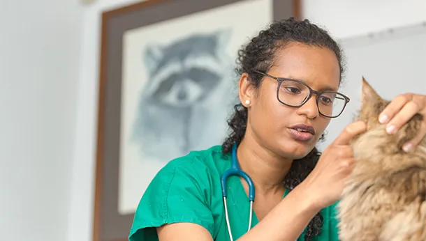 ginger cat having ear examination