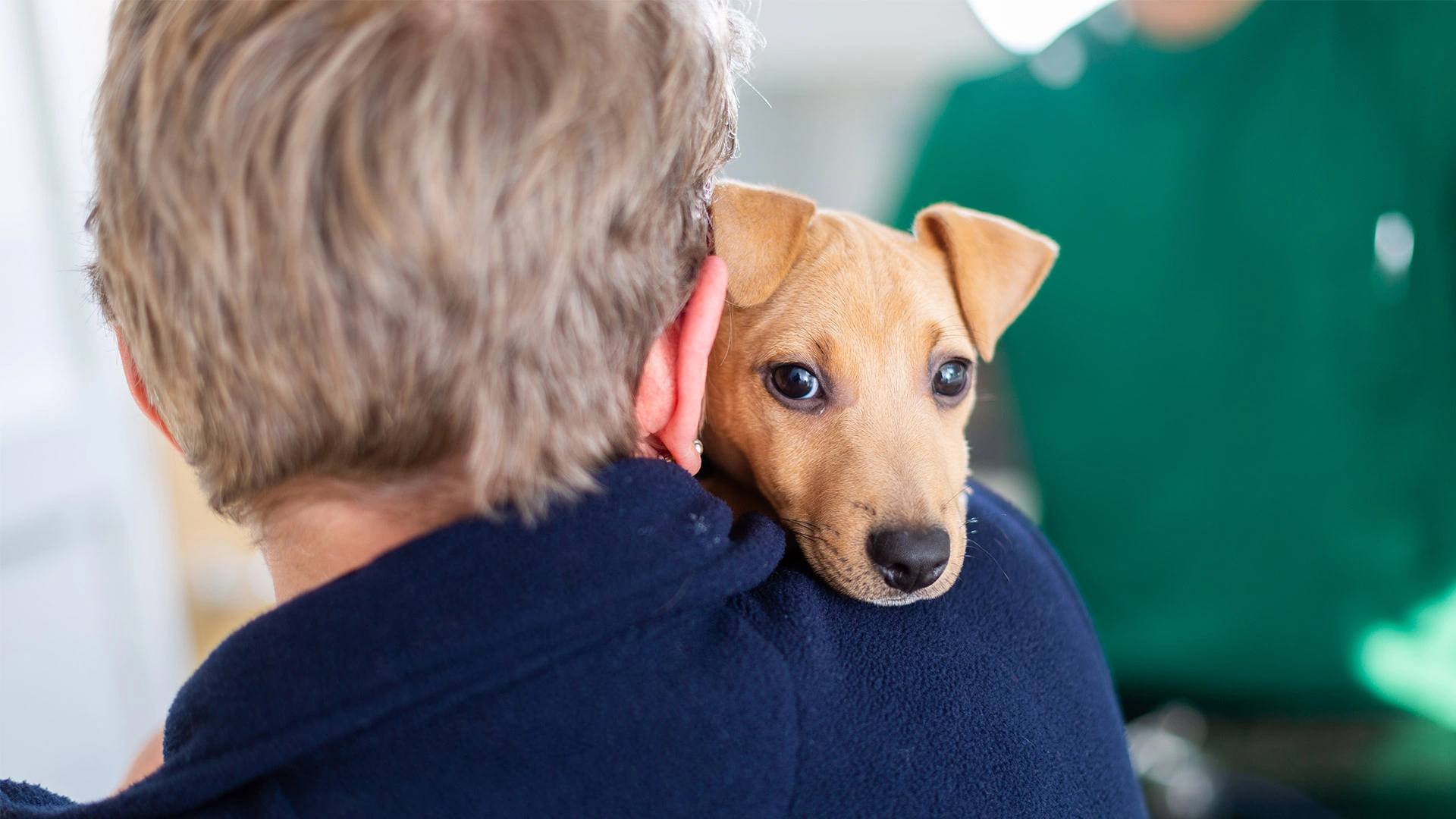 small beige dog being comforted 
