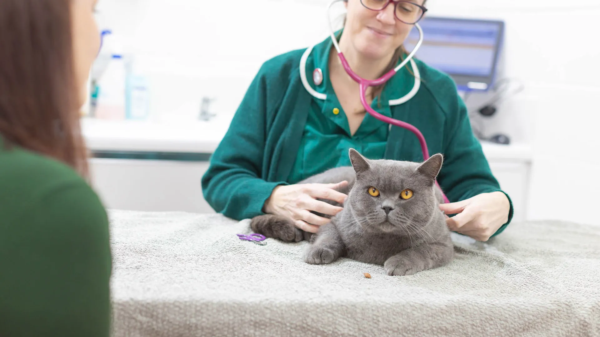 grey cat being examined