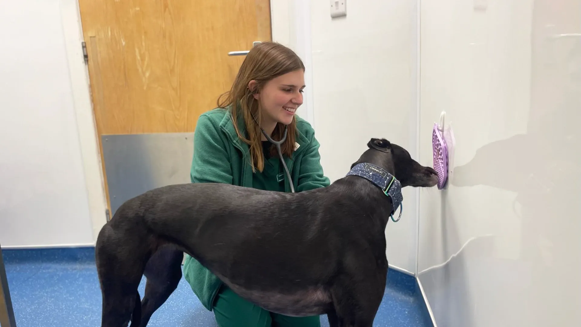 whippet licking treat mat in clinic