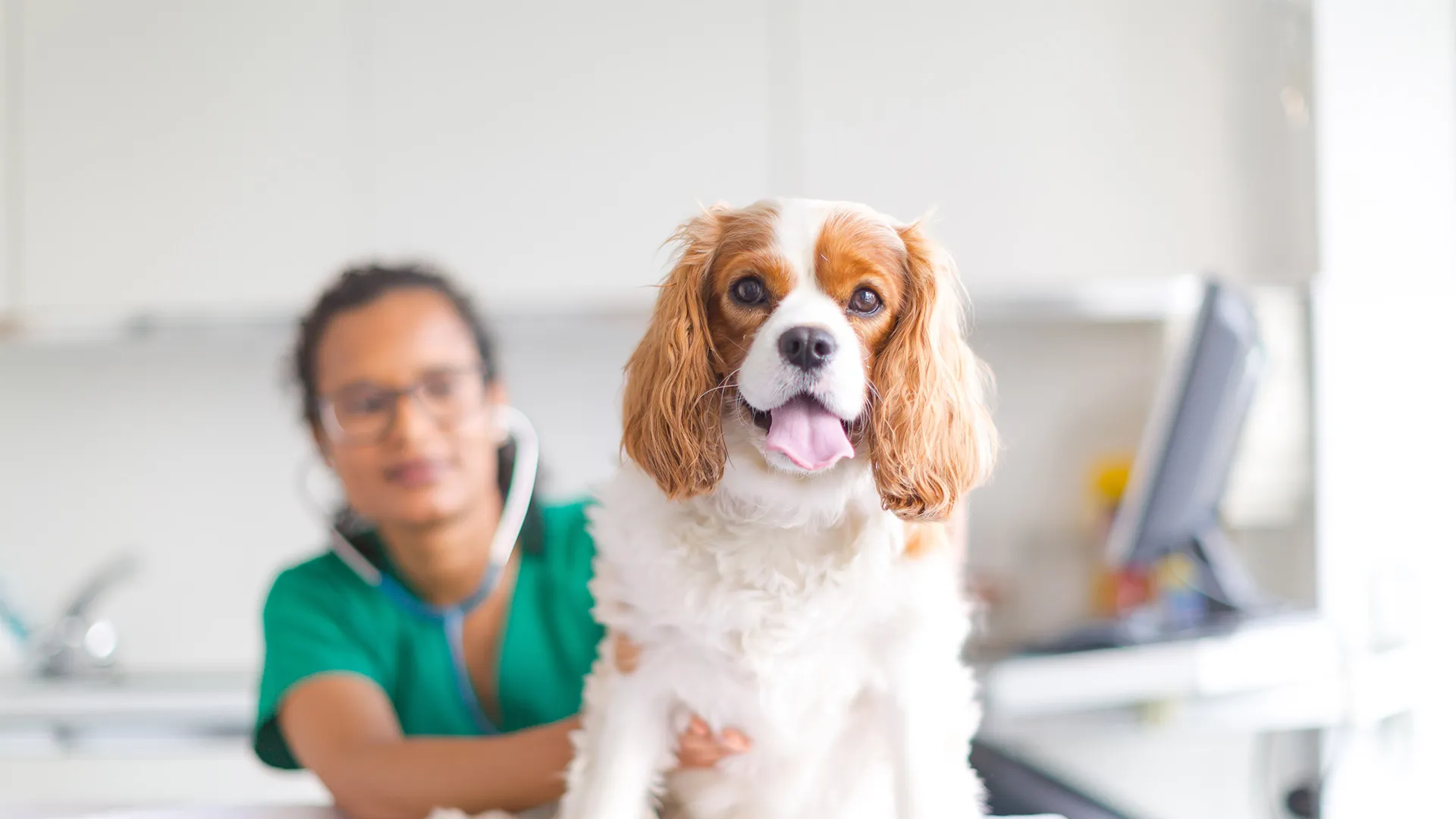 Spaniel being examined