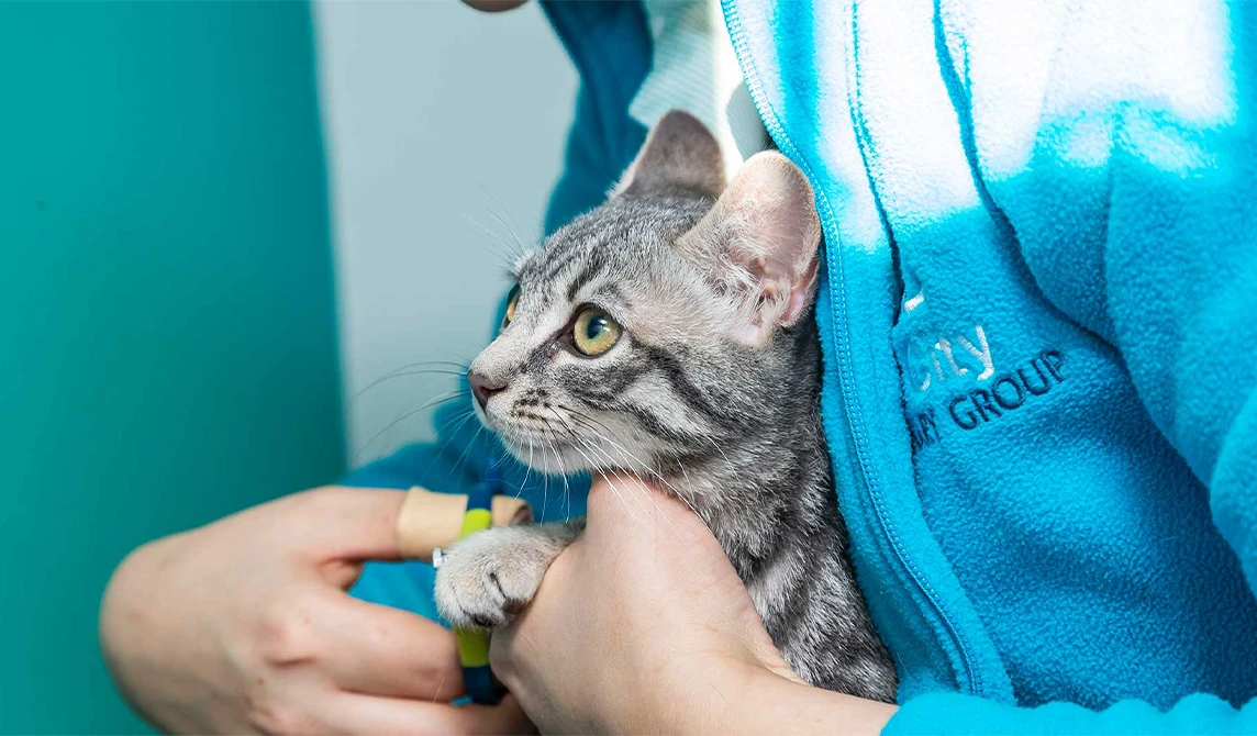 kitten wrapped up in a fleece