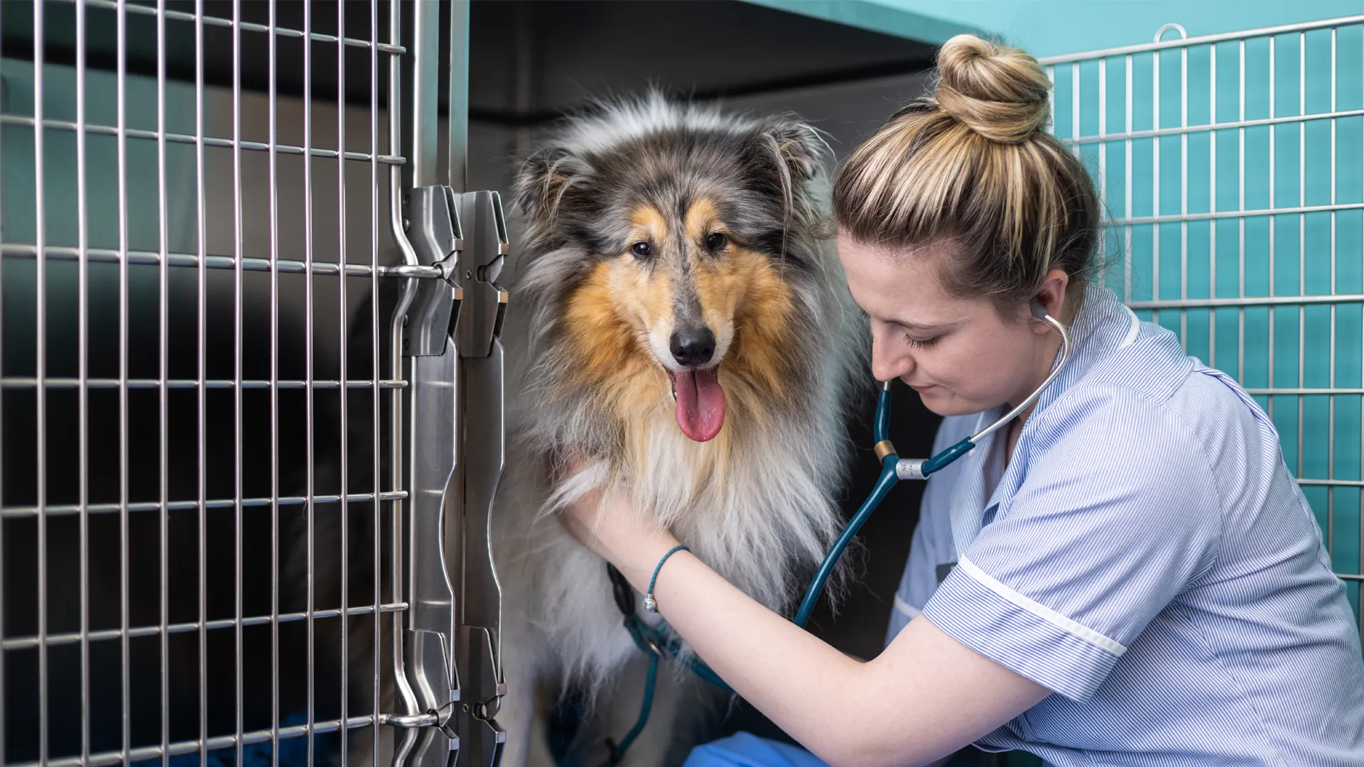 dog getting checked over by a nurse