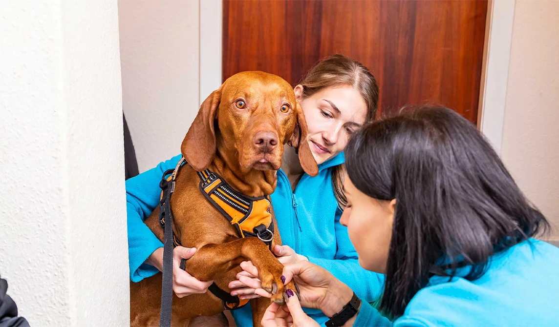 dog having his nails checked
