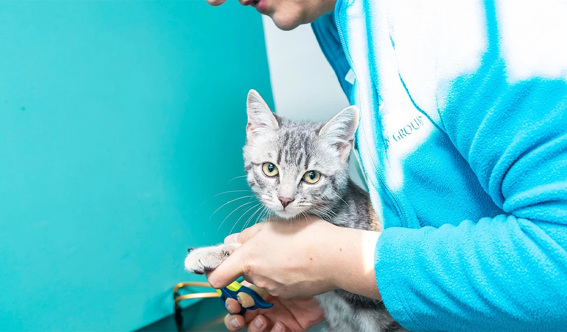 cat getting its nails clipped