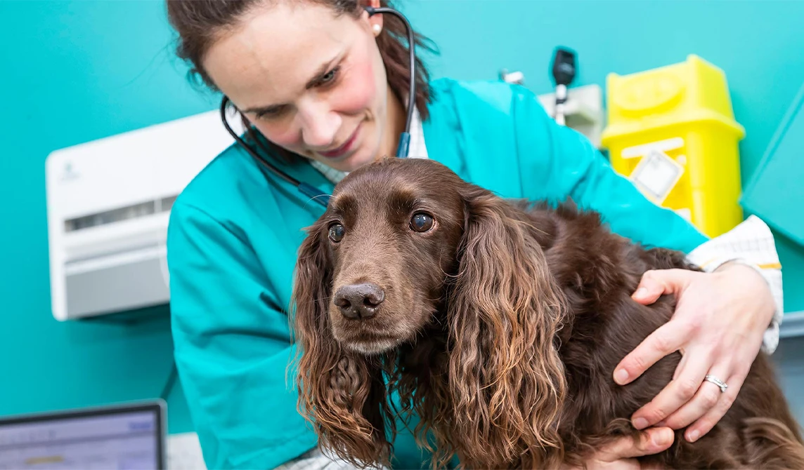 brown dog with big eyes getting checked