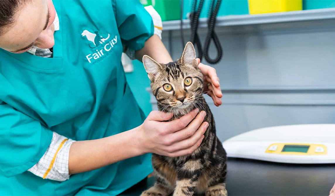 Cat on the consultation table