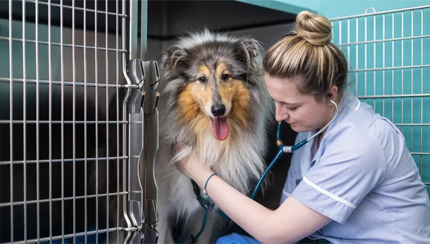 in patient dog kennel