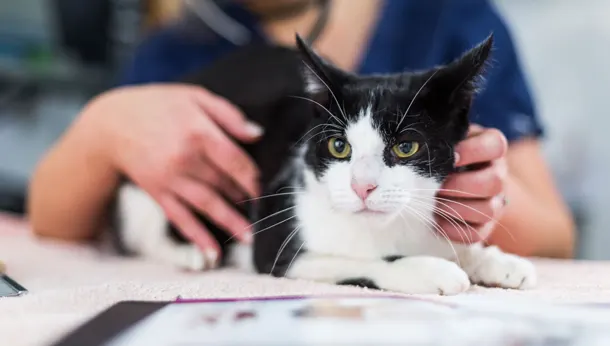 black and white cat on a table