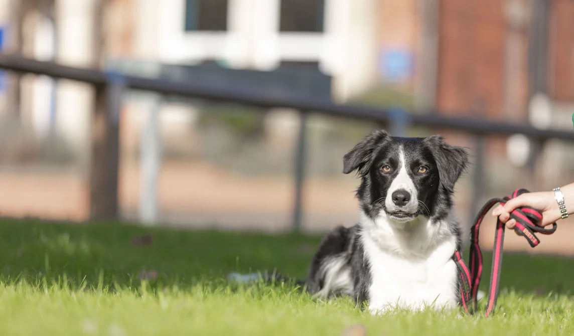 black and white dog outside