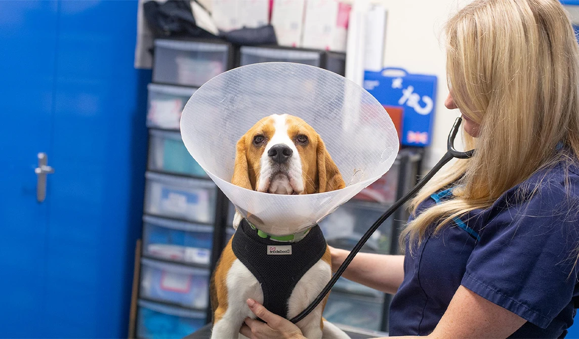 dog wearing a cone getting checked over