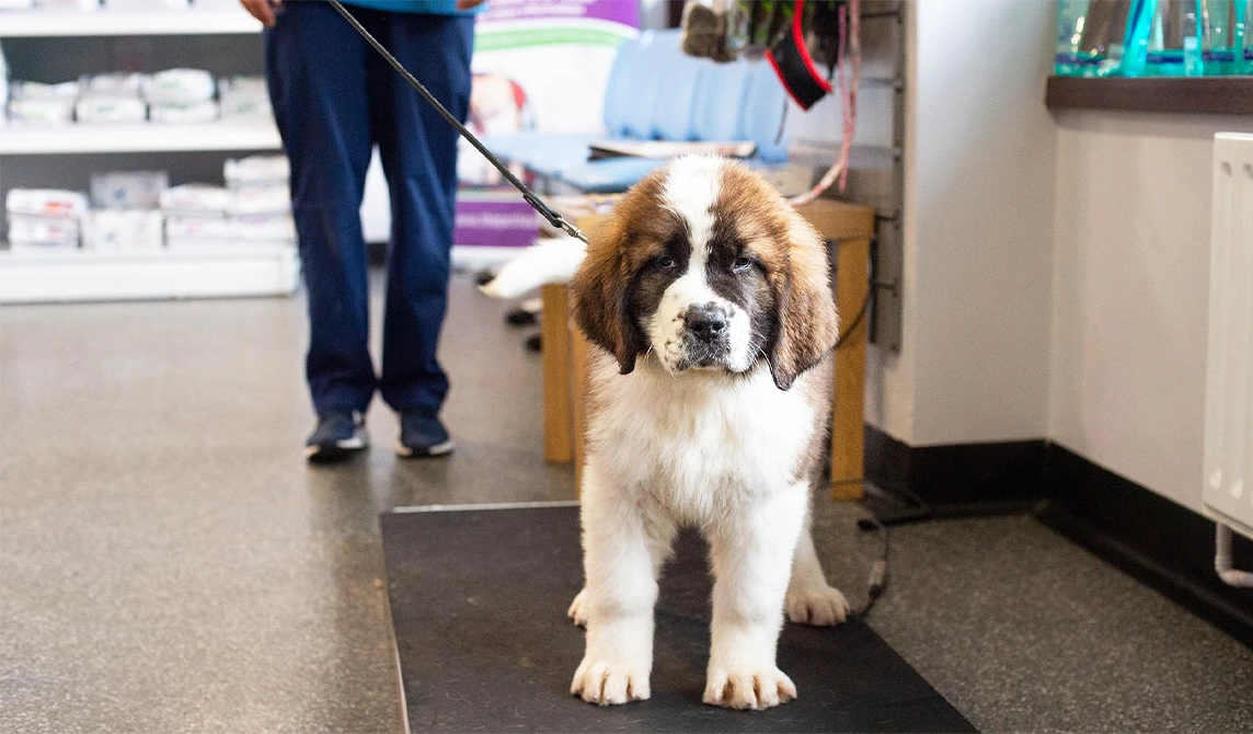 puppy on weight scale