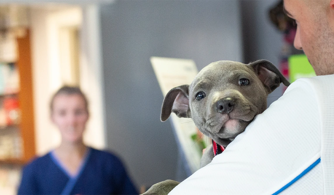 puppy in vets arms