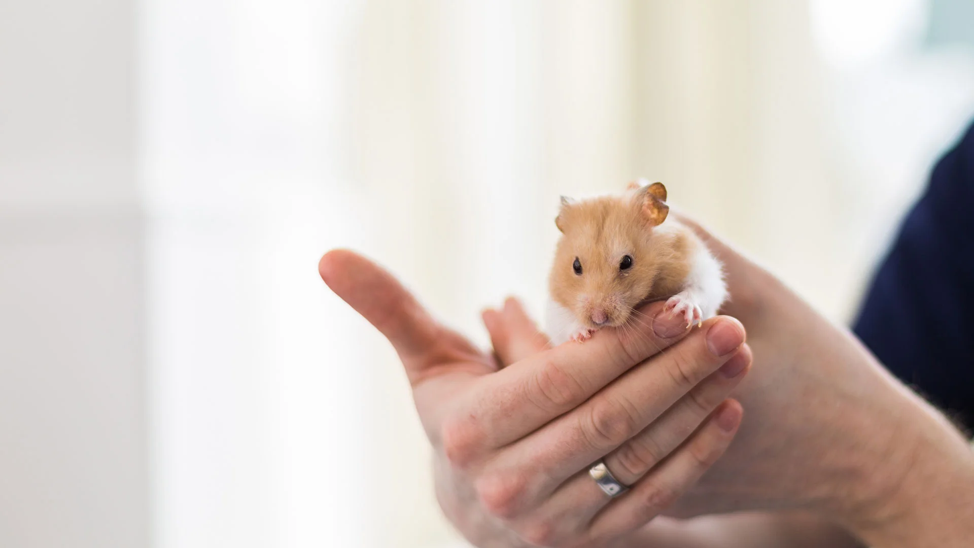 hamster in hand