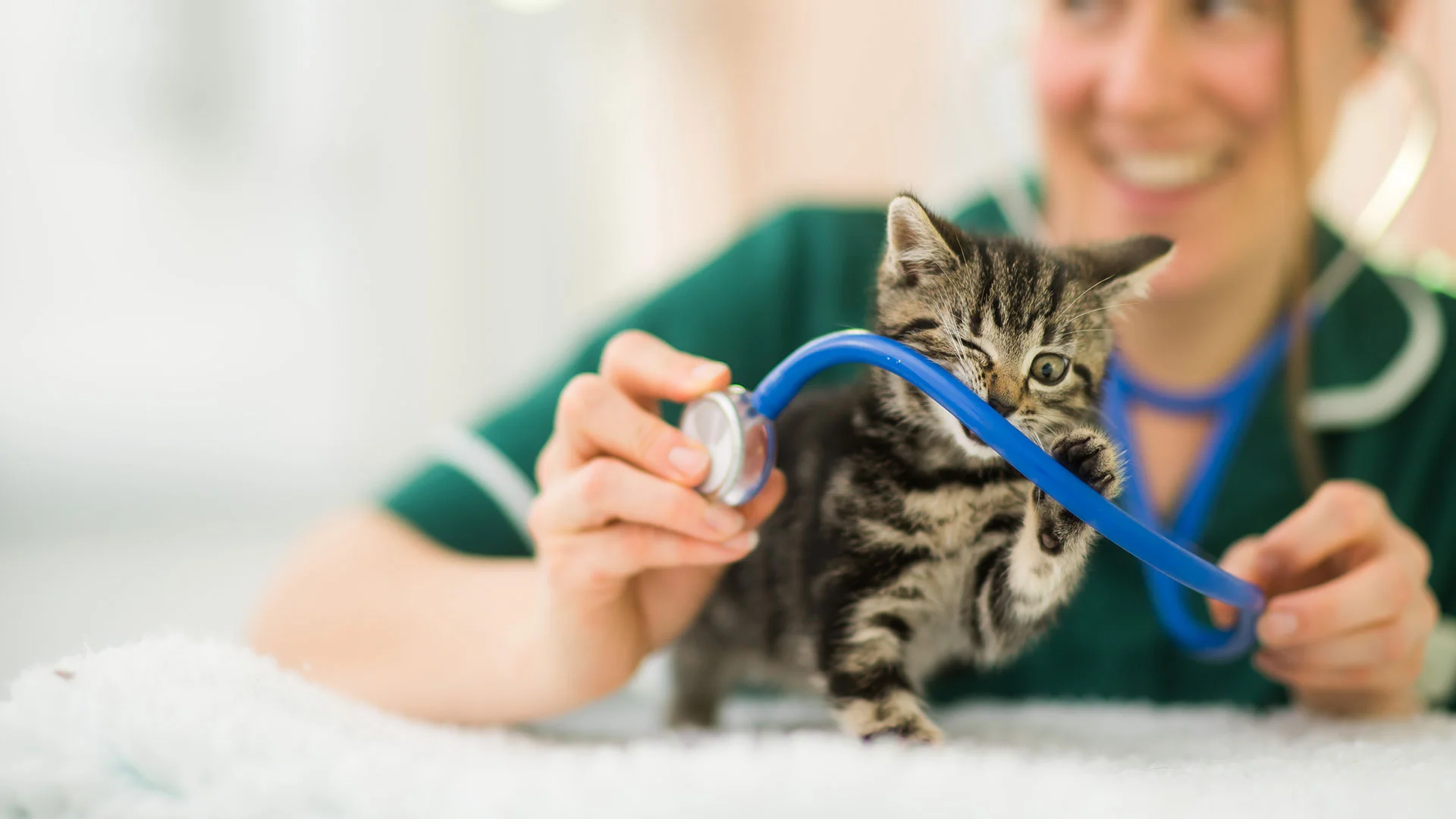 tabby kitten playing with stethoscope