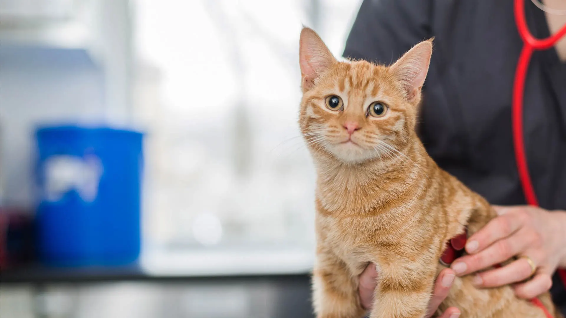 ginger cat