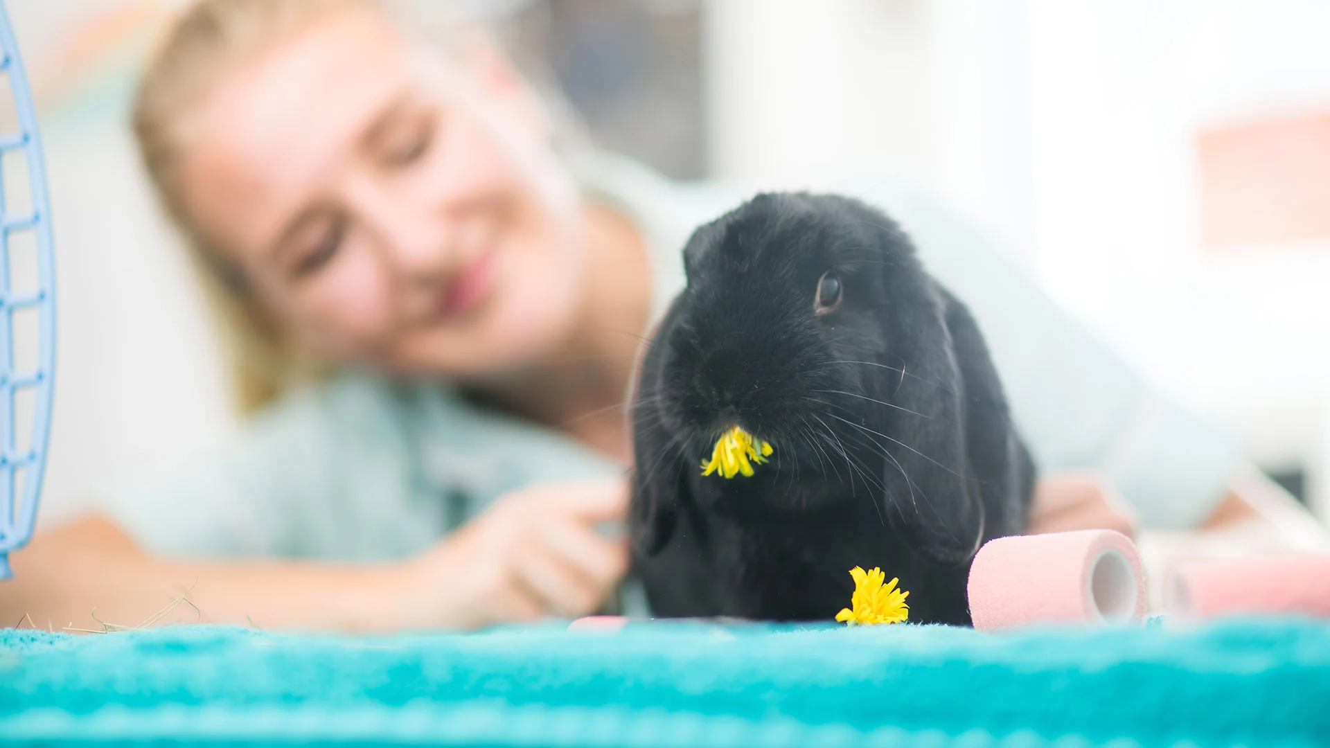 black rabbit on consult table, nurse in background