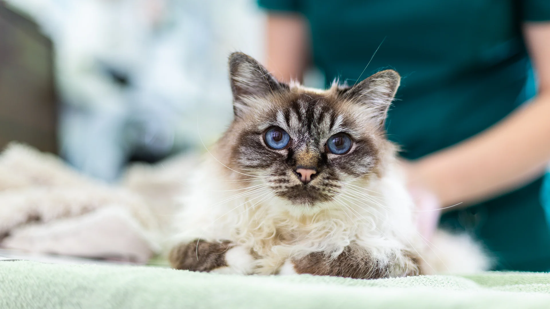 brown and white cat