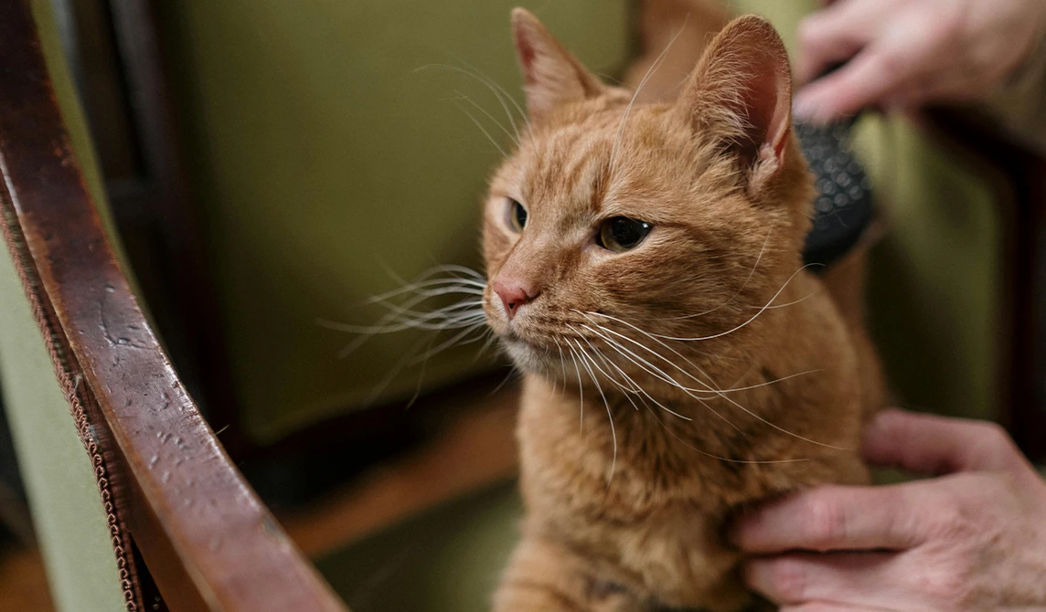 cat in seat in waiting room