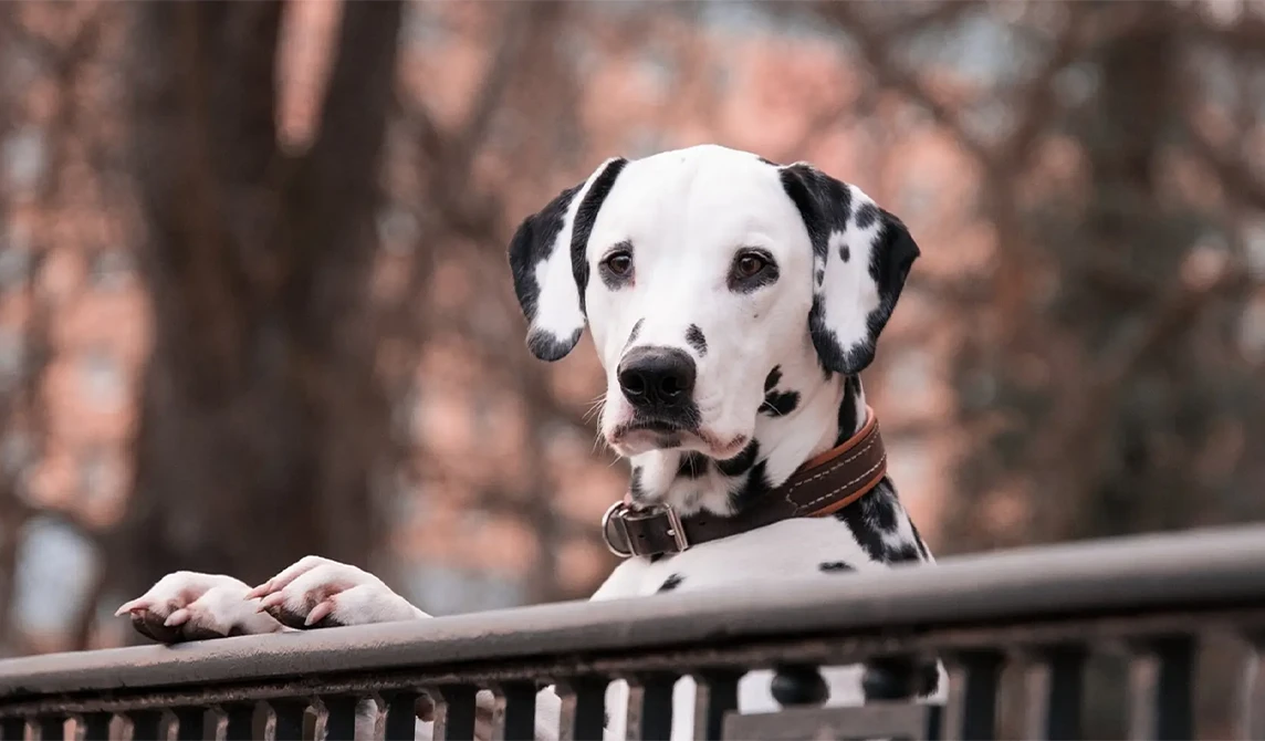 Dalmatian looking over fence
