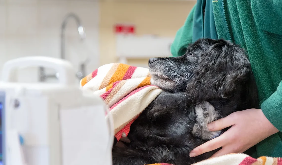 black dog with nurse