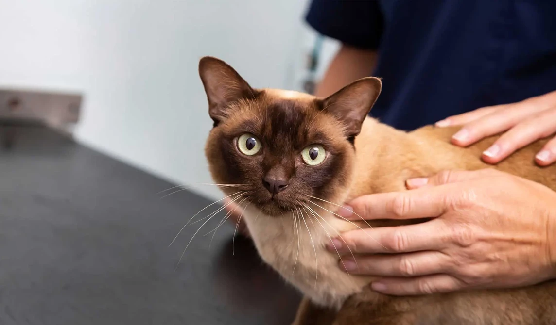 smooth brown cat with green eyes